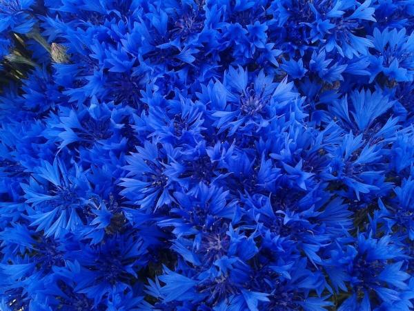 cornflower blue